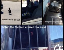 Descubre Todo Sobre Chicken Road, El Nuevo Juego de Azar en España