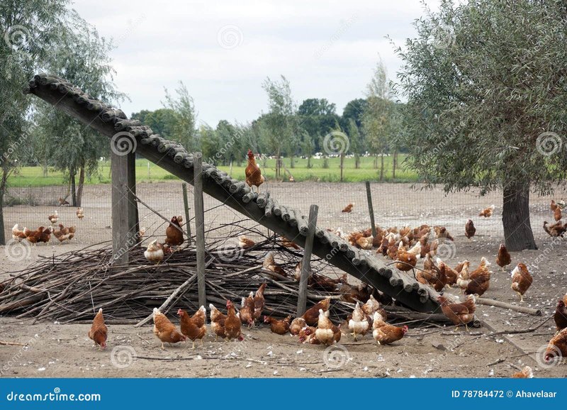 Speel op de Chickencade: Het Geheim van Chicken Road Online Gokspelen, chicken road slot